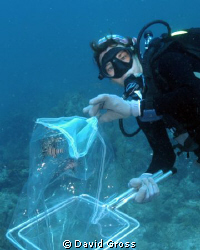 Lionfish have invaded the Keys.  Patti Gross is a part of... by David Gross 